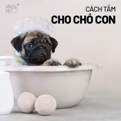 Cách tắm cho chó con đạt chuẩn bạn nên biết.