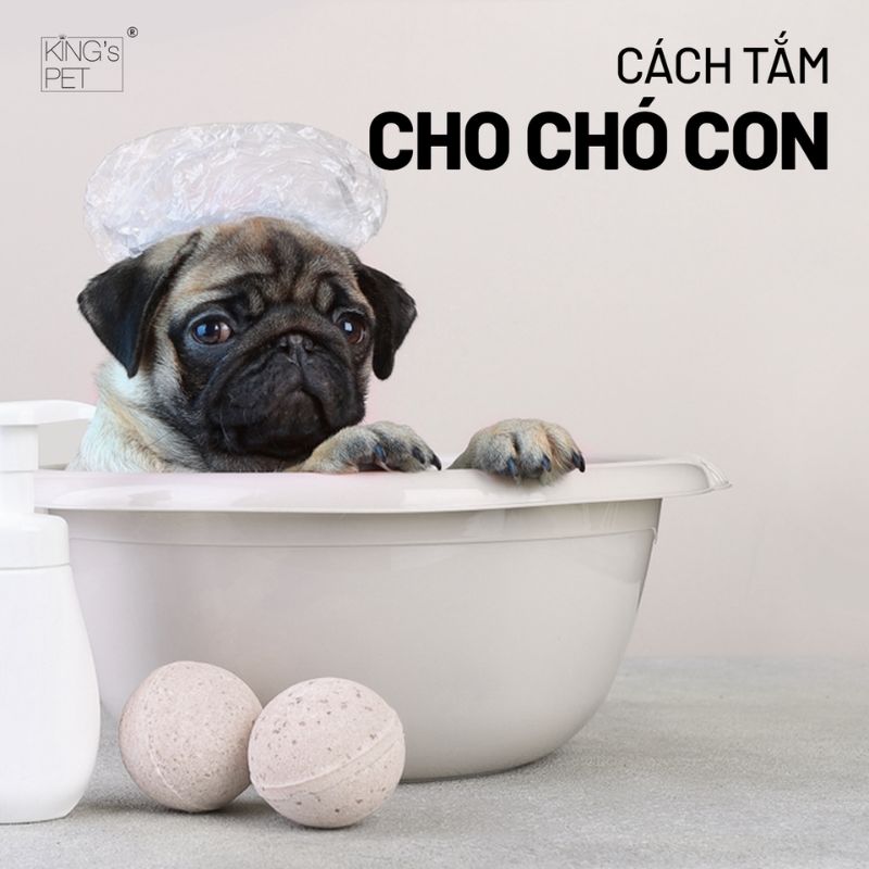 Cách tắm cho chó con đạt chuẩn bạn nên biết.
