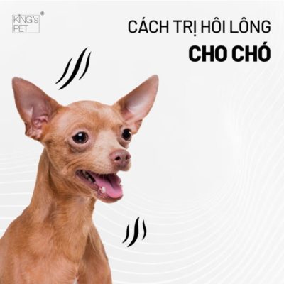 Cách trị hôi lông chó hiệu quả.