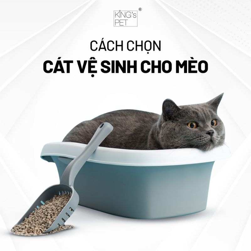 Cách chọn cát vệ sinh cho mèo hữu ích cho bạn tham khảo.