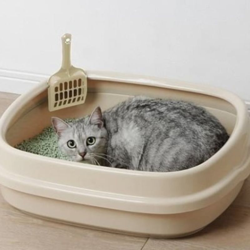 Cân nhắc khả năng thấm hút của cát trước khi mua.