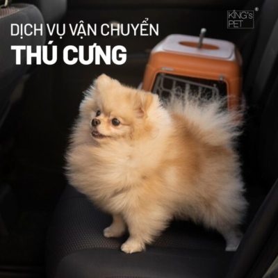 Khám phá dịch vụ vận chuyển thú cưng chất lượng.
