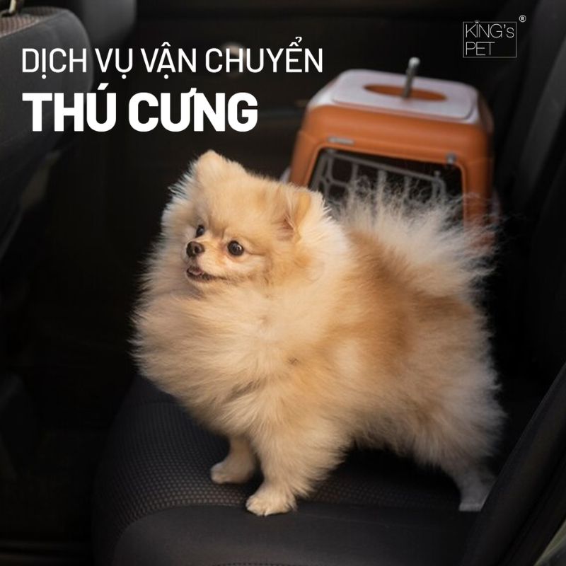 Khám phá dịch vụ vận chuyển thú cưng chất lượng.