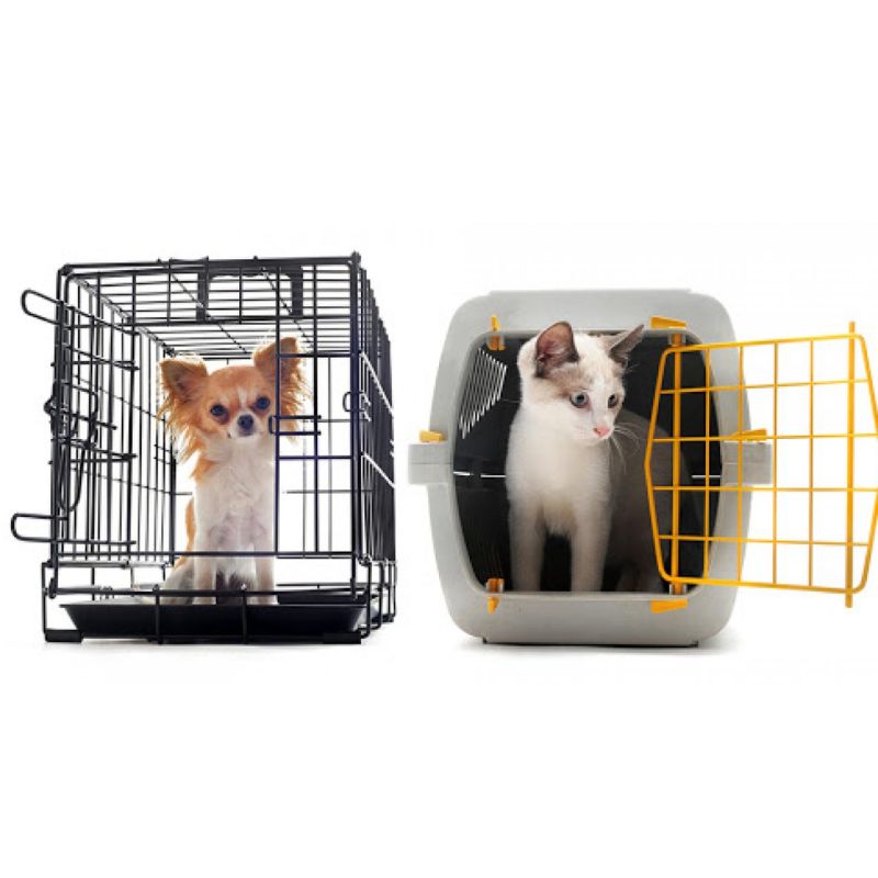 Các loại hình dịch vụ vận chuyển thú cưng hiện nay.
