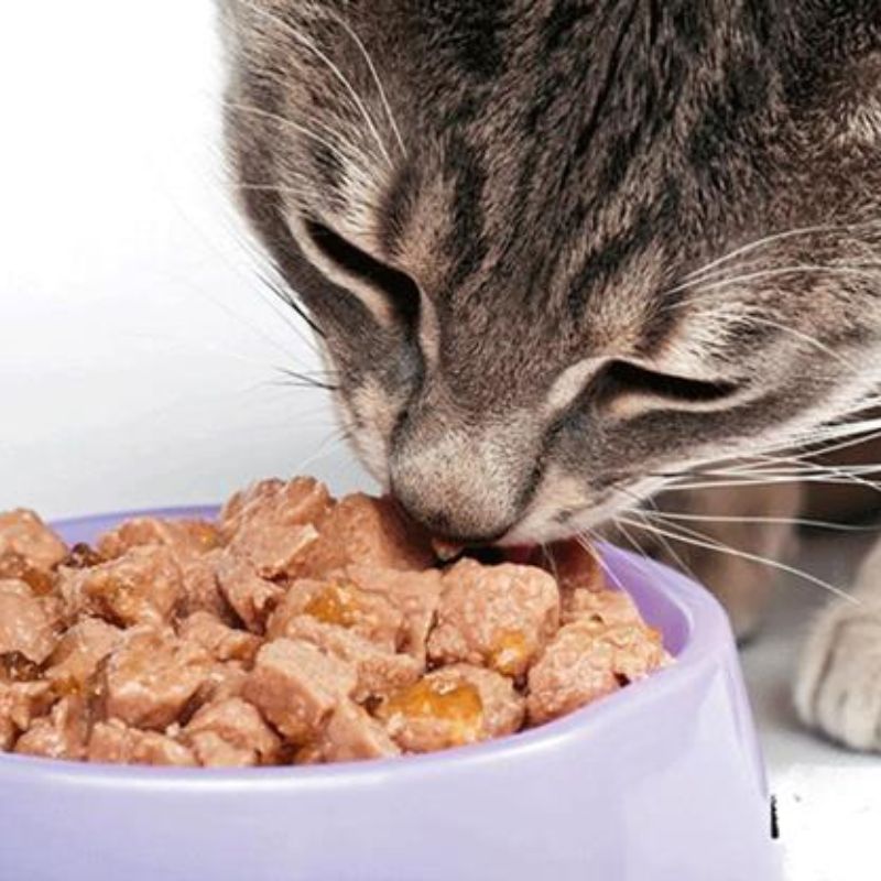 Cách chọn đồ ăn cho mèo phù hợp.
