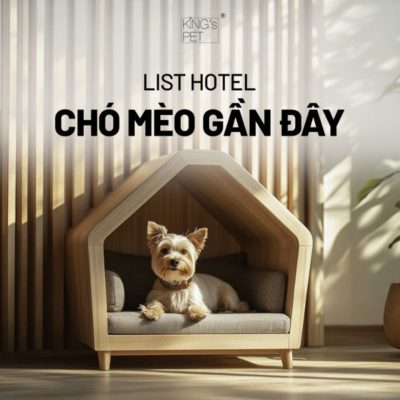 Lưu ngay list hotel chó mèo gần đây siêu hot.