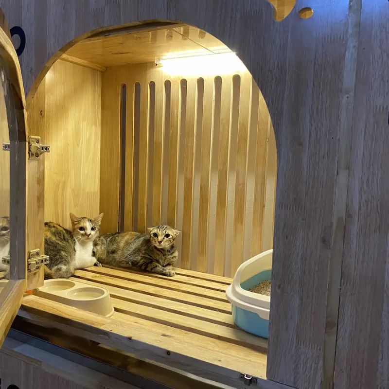 Xem đánh giá để chọn lựa được hotel chó mèo chất lượng.