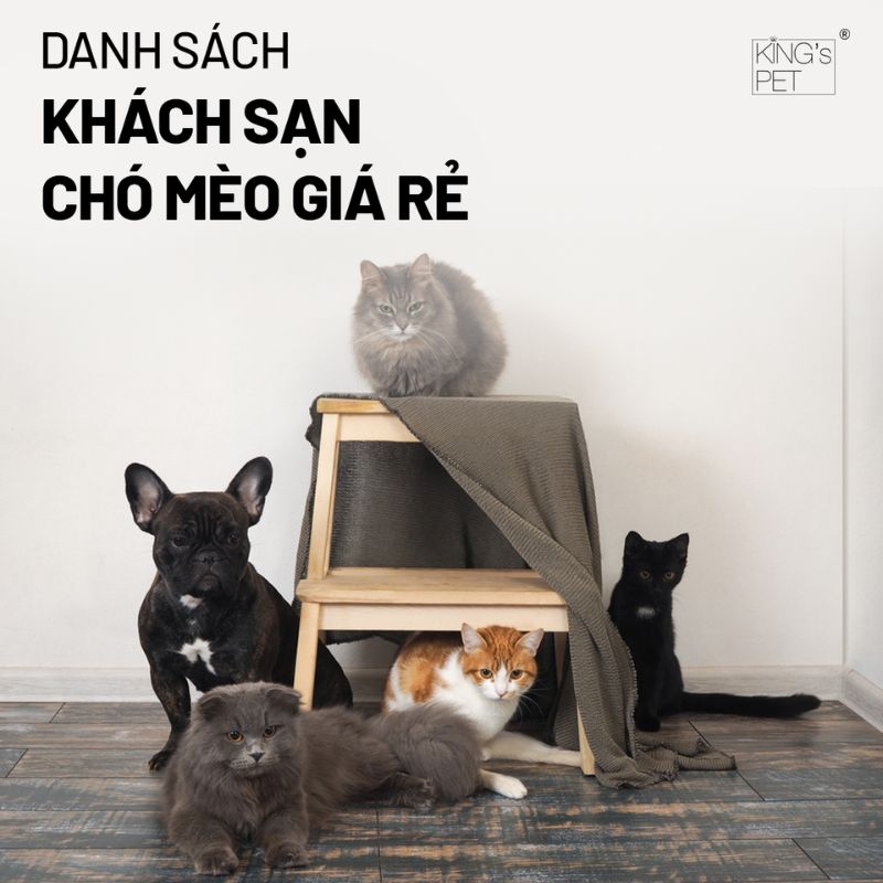 Danh sách khách sạn chó mèo giá rẻ cho bạn tham khảo.