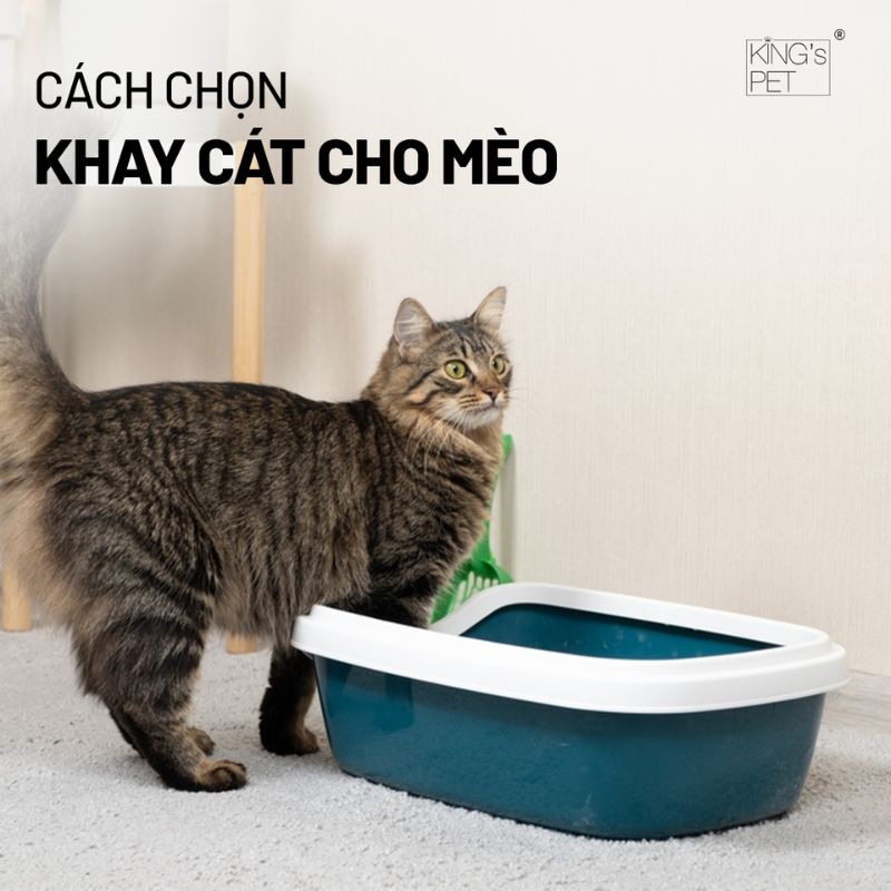 Cách chọn khay cát cho mèo giúp bạn lựa chọn được sản phẩm uy tín.