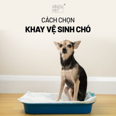 Cách chọn khay vệ sinh chó cho bạn tham khảo.