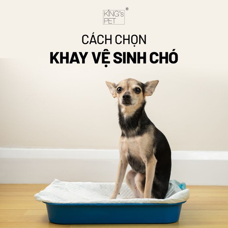 Cách chọn khay vệ sinh chó cho bạn tham khảo.