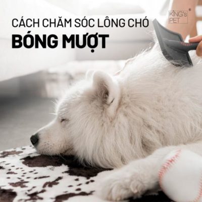 Tham khảo cách chăm sóc lông chó bóng mượt.