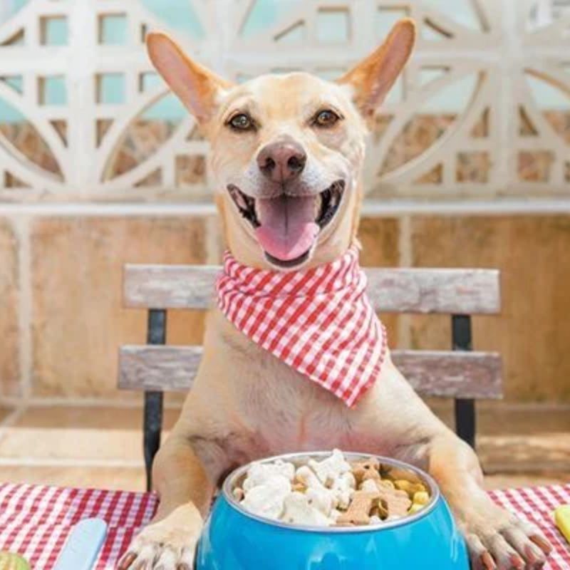 Chế độ dinh dưỡng hợp lý giúp lông chó bóng mượt.