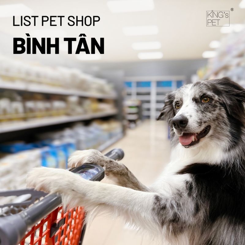 Tham khảo list pet shop bình tân cực hot.