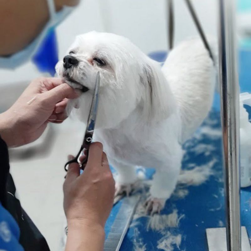 Dịch vụ chất lượng tại pet shop quận 1.

