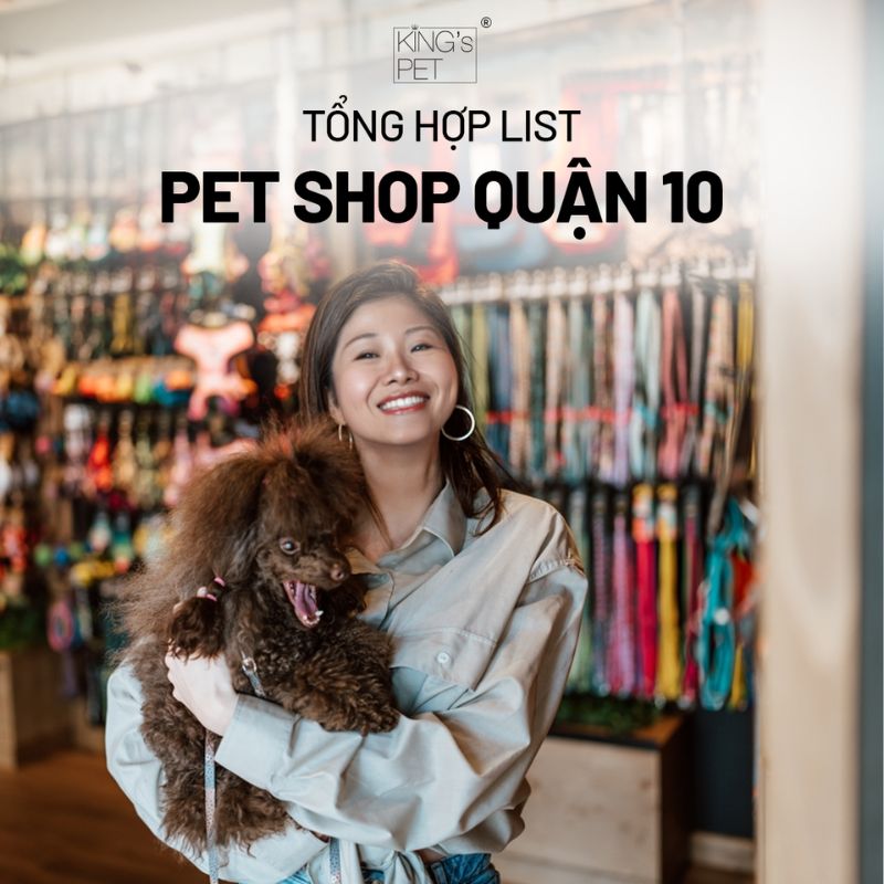 Tổng hợp list pet shop quận 10 chất lượng cho bạn tham khảo.