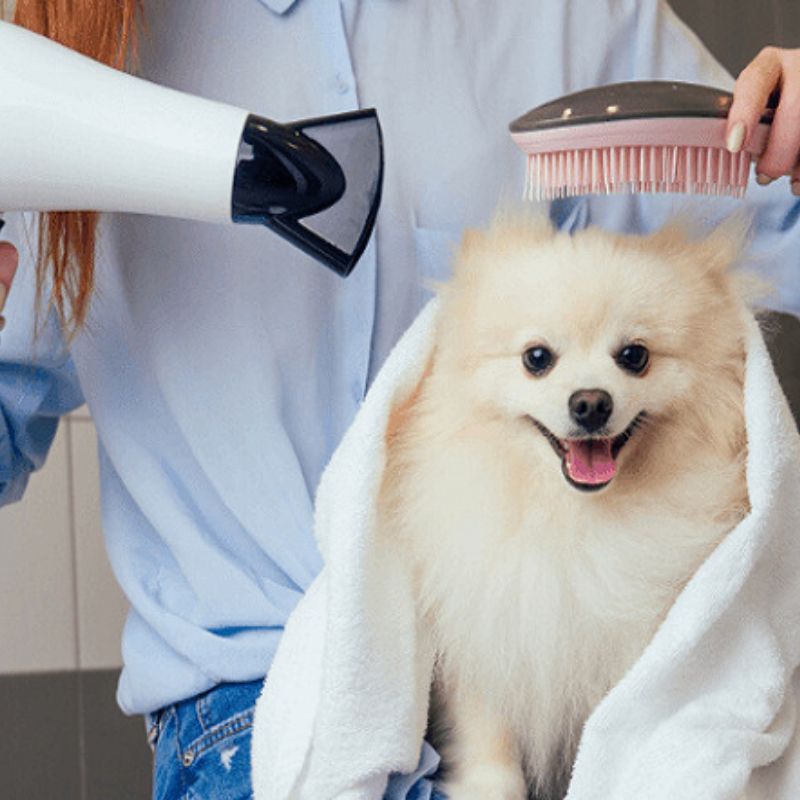 Tìm hiểu về pet shop quận 2 uy tín nhất.