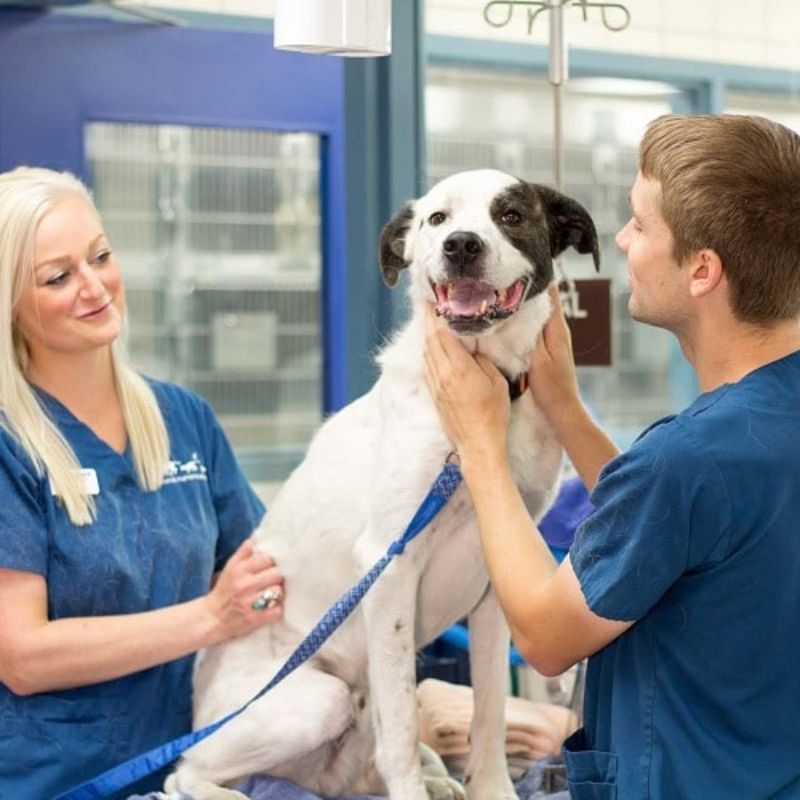 Dịch vụ chăm sóc thú cưng tại pet shop quận 2.