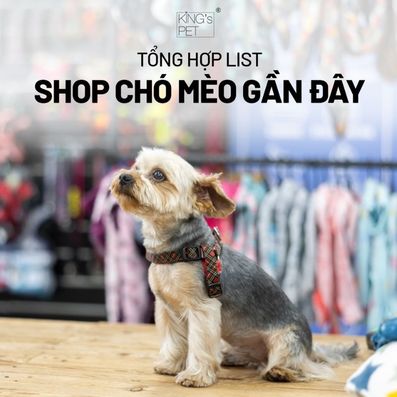 Tìm hiểu shop chó mèo gần đây để lựa chọn dịch vụ tốt nhất.