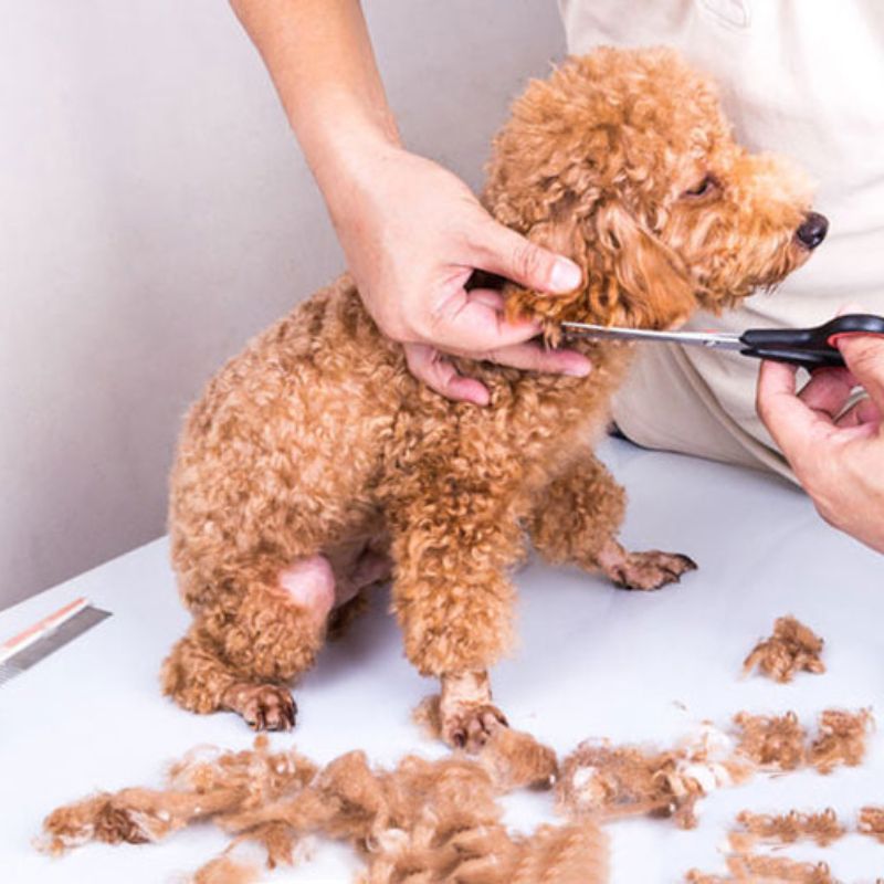 Dịch vụ chăm sóc thú cưng chất lượng cao.