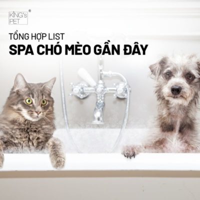 Tổng hợp list spa chó mèo gần đây cho bạn tham khảo.