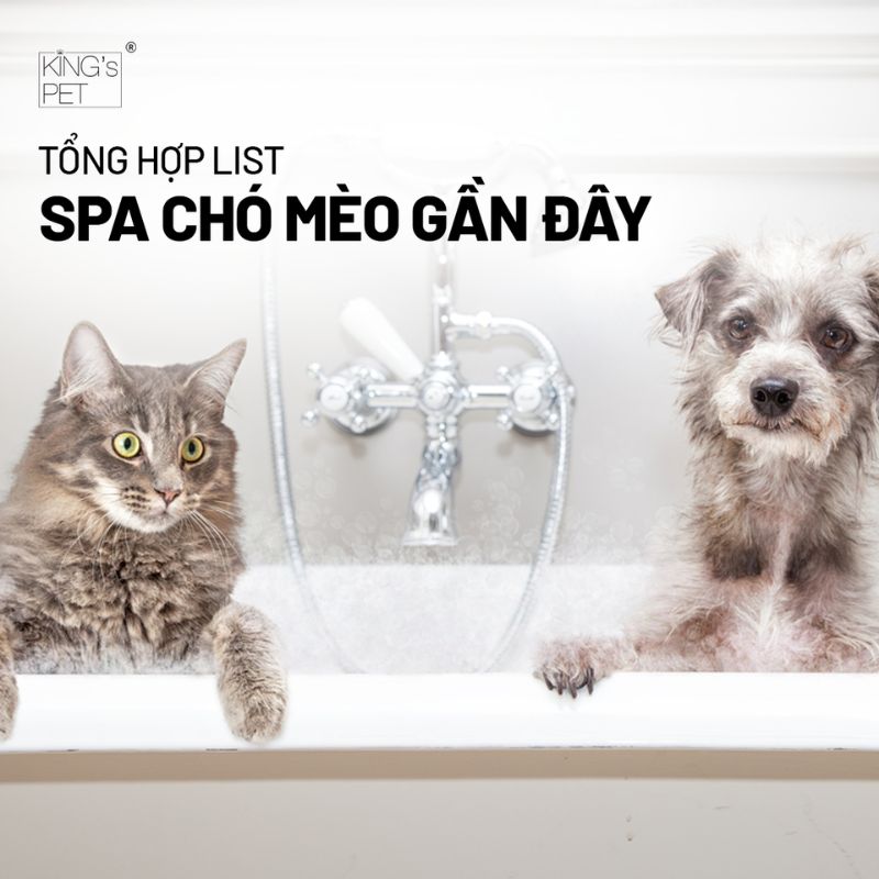 Tổng hợp list spa chó mèo gần đây cho bạn tham khảo.
