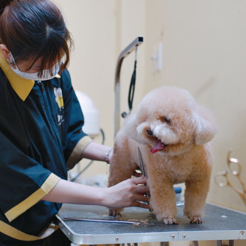 Spa chó mèo gần đây tốt cần đảm bảo vệ sinh.