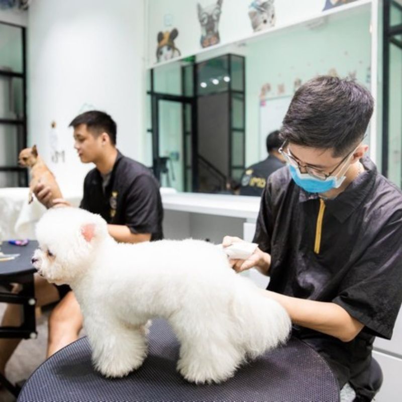 Chọn đúng spa chất lượng giúp thú cưng có những giây phút thư giãn tuyệt vời.