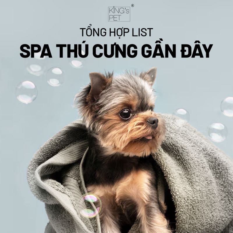 Tiêu chí lựa chọn spa thú cưng gần đây uy tín.