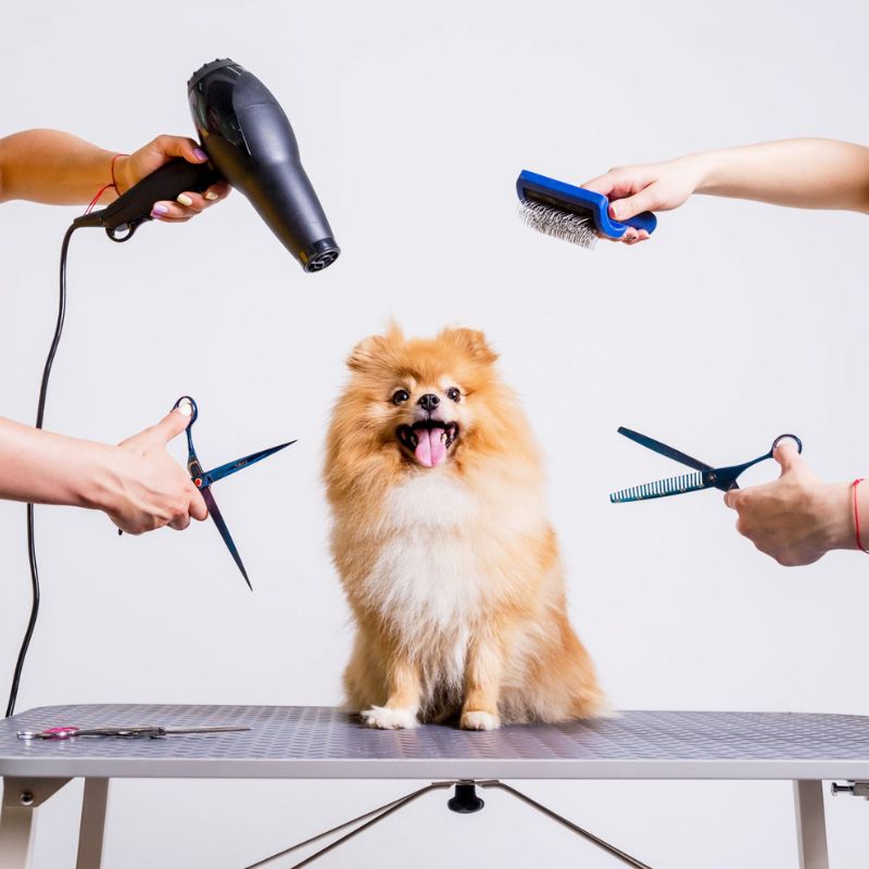 Cún yêu được trải nghiệm dịch vụ chất lượng cao.
