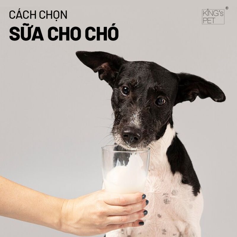 Học ngay cách chọn sữa cho chó phù hợp.