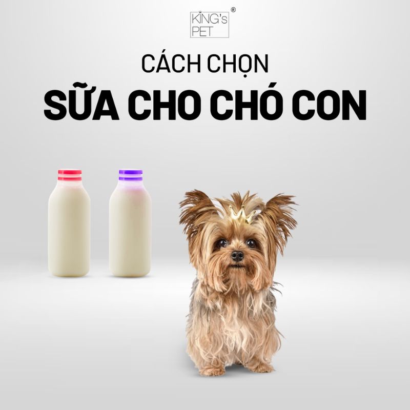 Tìm hiểu cách chọn sữa cho chó con.