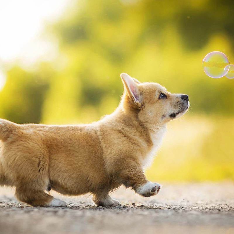 Nên tập thói quen cho chó con uống sữa đúng giờ.