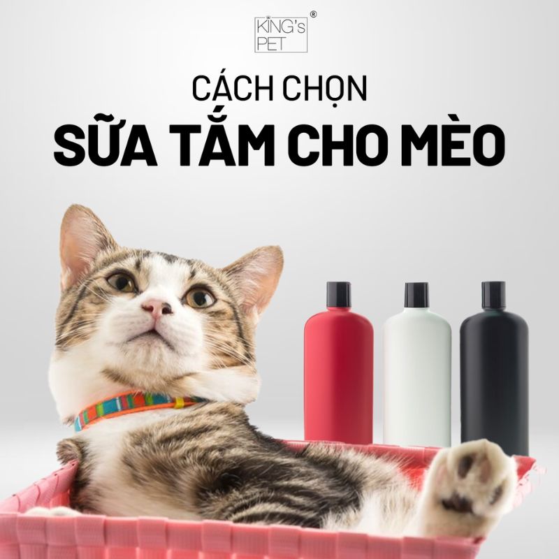 Tìm hiểu cách chọn sữa tắm cho mèo.