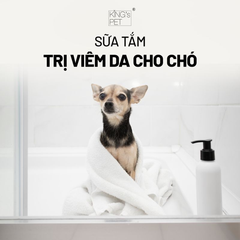 Sữa tắm trị viêm da cho chó hiệu quả.