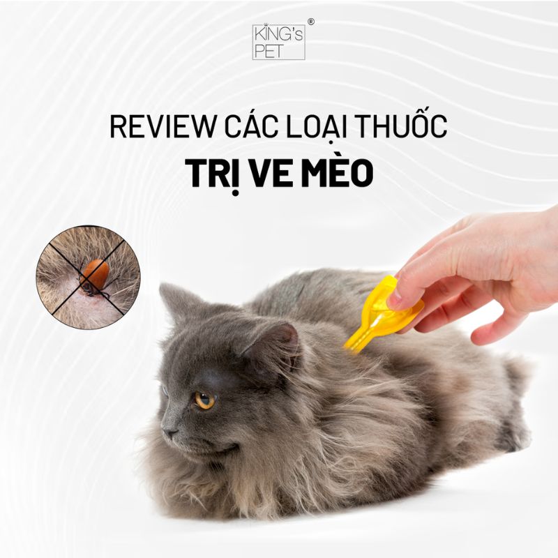 Review các loại thuốc trị ve mèo hiệu quả.