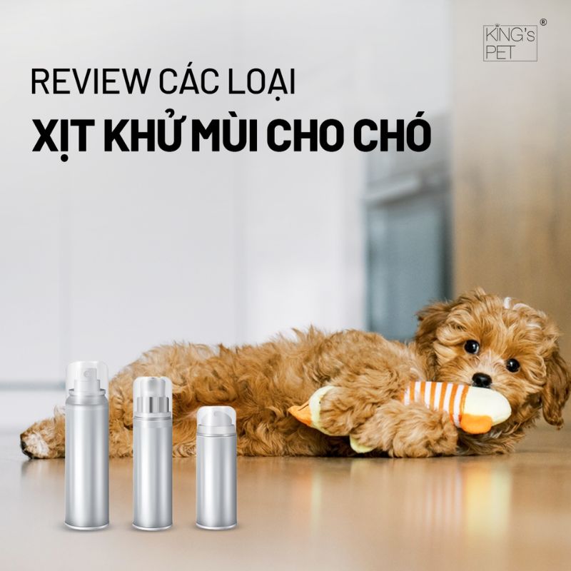 Review các loại xịt khử mùi cho chó hiệu quả cao.