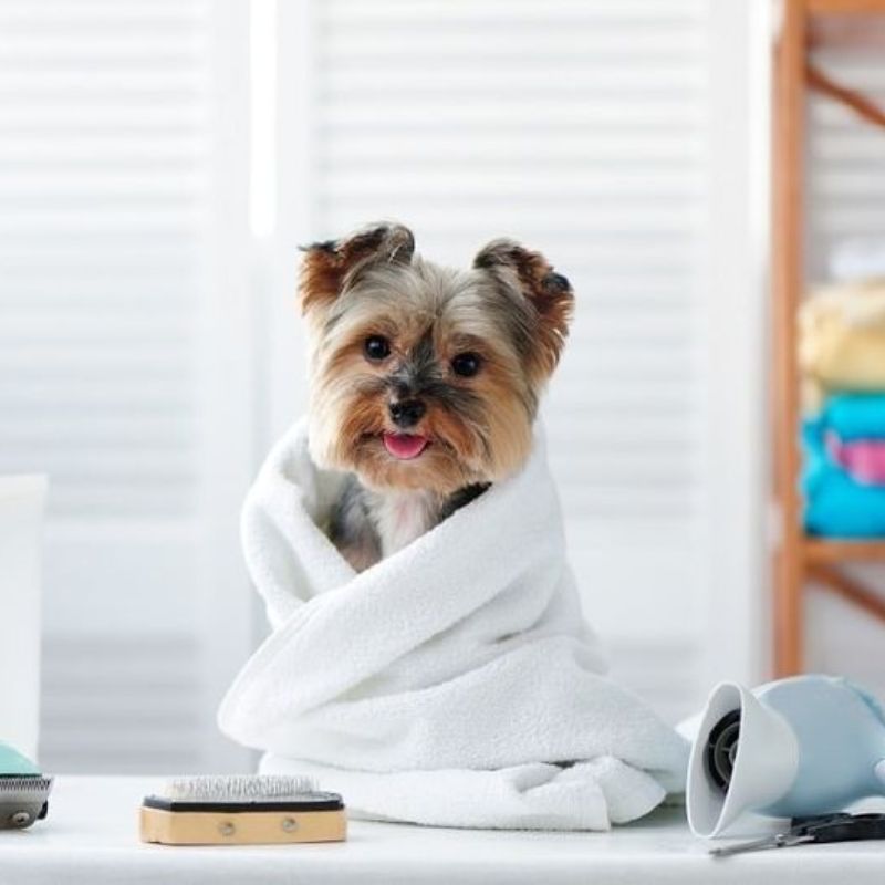 Tiêu chí chọn xịt khử mùi cho chó phù hợp.