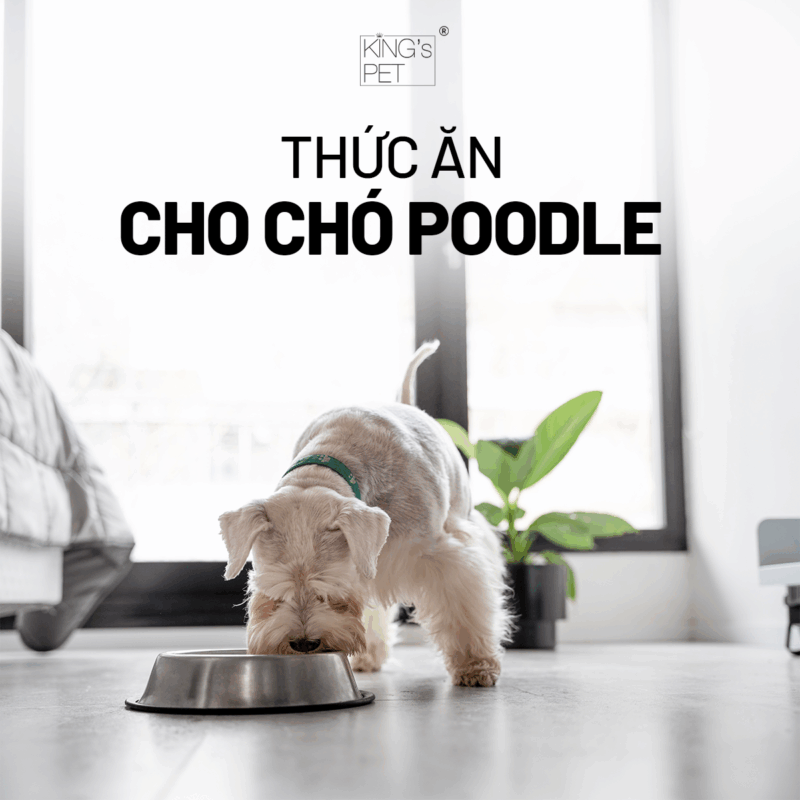 Chọn thức ăn cho chó poodle đúng chuẩn.