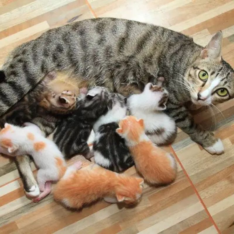 Các bước và kỹ năng cần thiết cần học trong khi đỡ đẻ cho mèo.