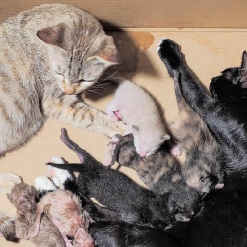 Chủ nuôi cần chăm sóc mèo mẹ và mèo con sau sinh.