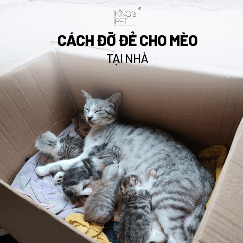 Các cách đỡ đẻ cho mèo tại nhà.