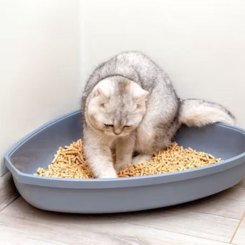 Cát đậu nành nguyên chất dành cho mèo.