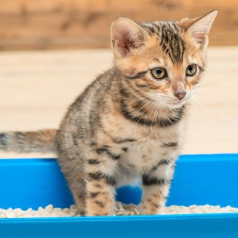 Một số lưu ý khi mua cát đậu nành cho mèo.