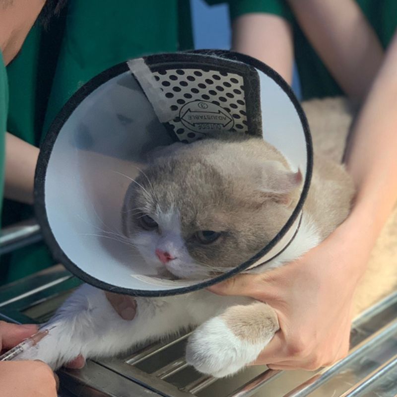 Ghi nhớ những điều kiện quan trọng khi chăm sóc mèo.