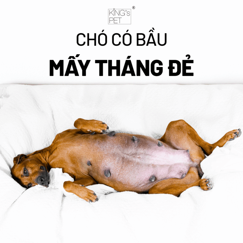Tìm hiểu chó có bầu mấy tháng đẻ.