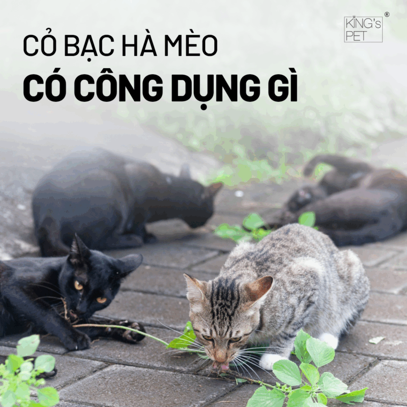 Tìm hiểu công dụng của cỏ bạc hà mèo.