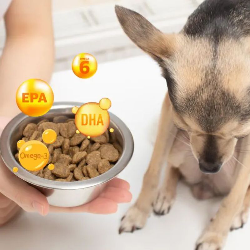 Dầu cá cho chó từ cá hồi.