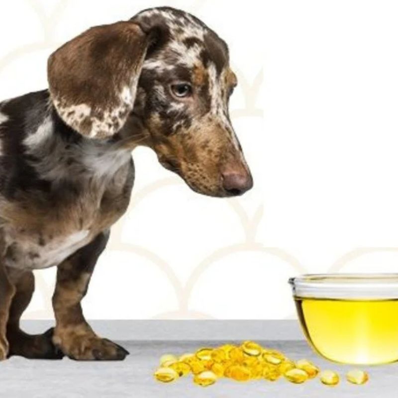 Tiêu chí chọn mua dầu cá cho chó chất lượng cao.