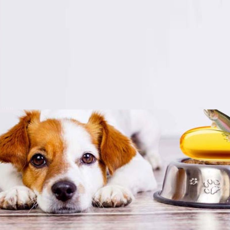 Hướng dẫn sử dụng dầu cá cho chó hiệu quả.
